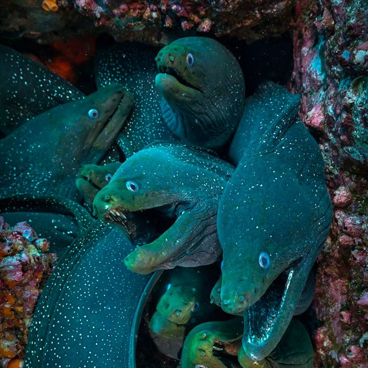 Group of moray eels hiding among coral and rocks underwater.