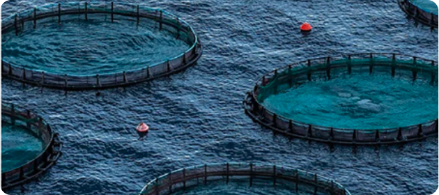 Circular fish farming or containment cages floating on open water with buoys.