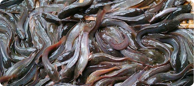 A large pile of eels with shiny, slimy bodies.