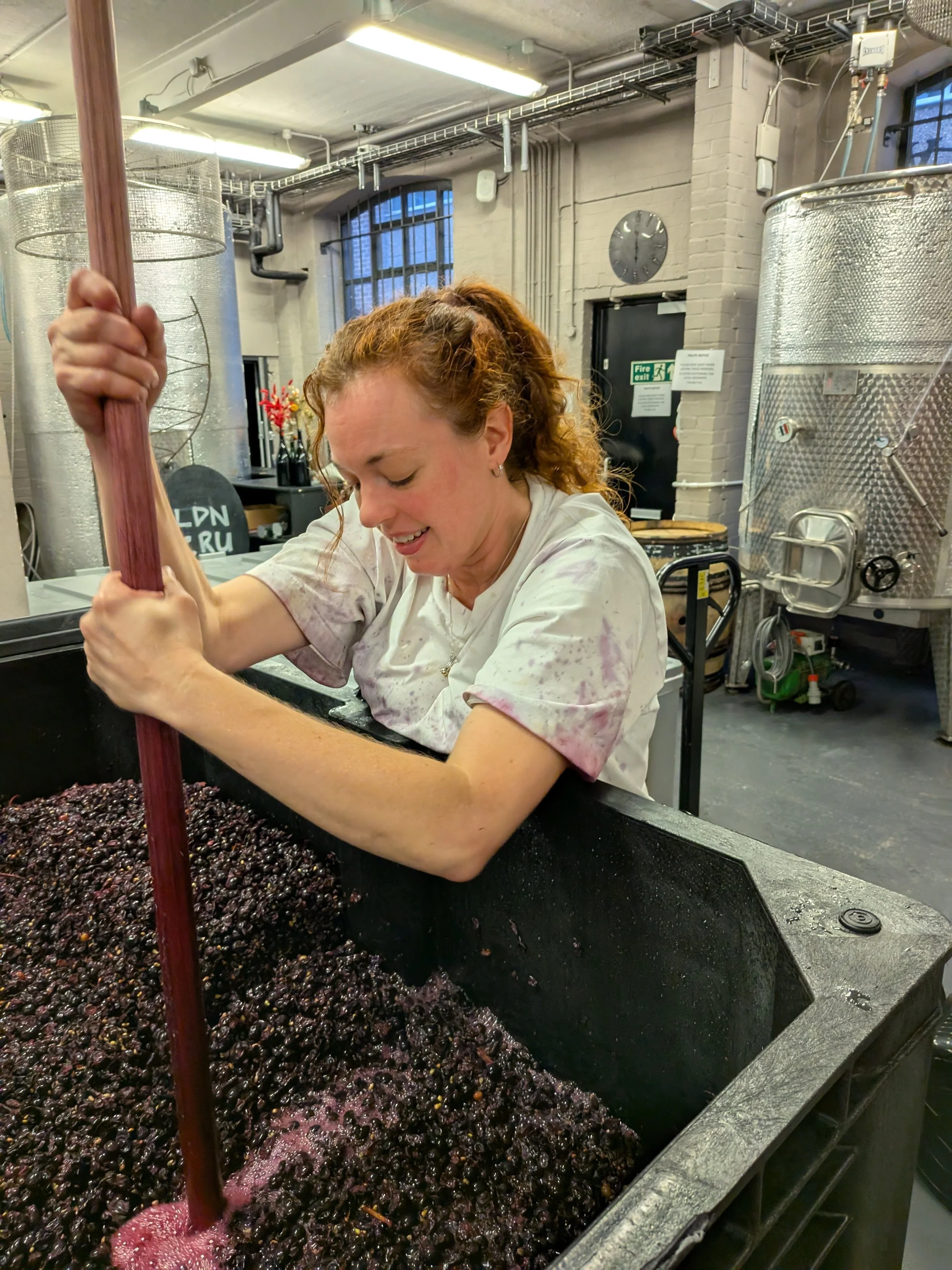 Winemaker punching down pinot noir berries in a plastic fermentation vessel using a pigeage stick