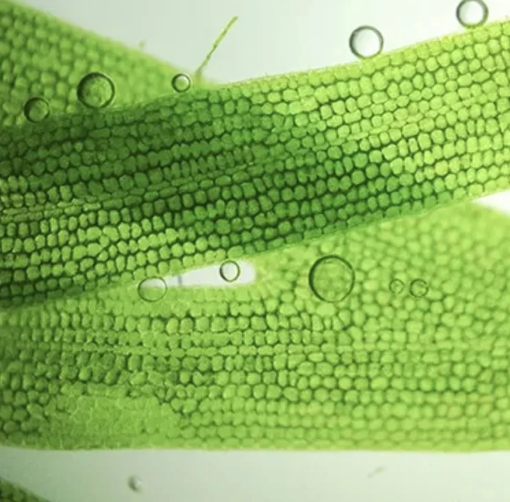 microalgae sq.jpg