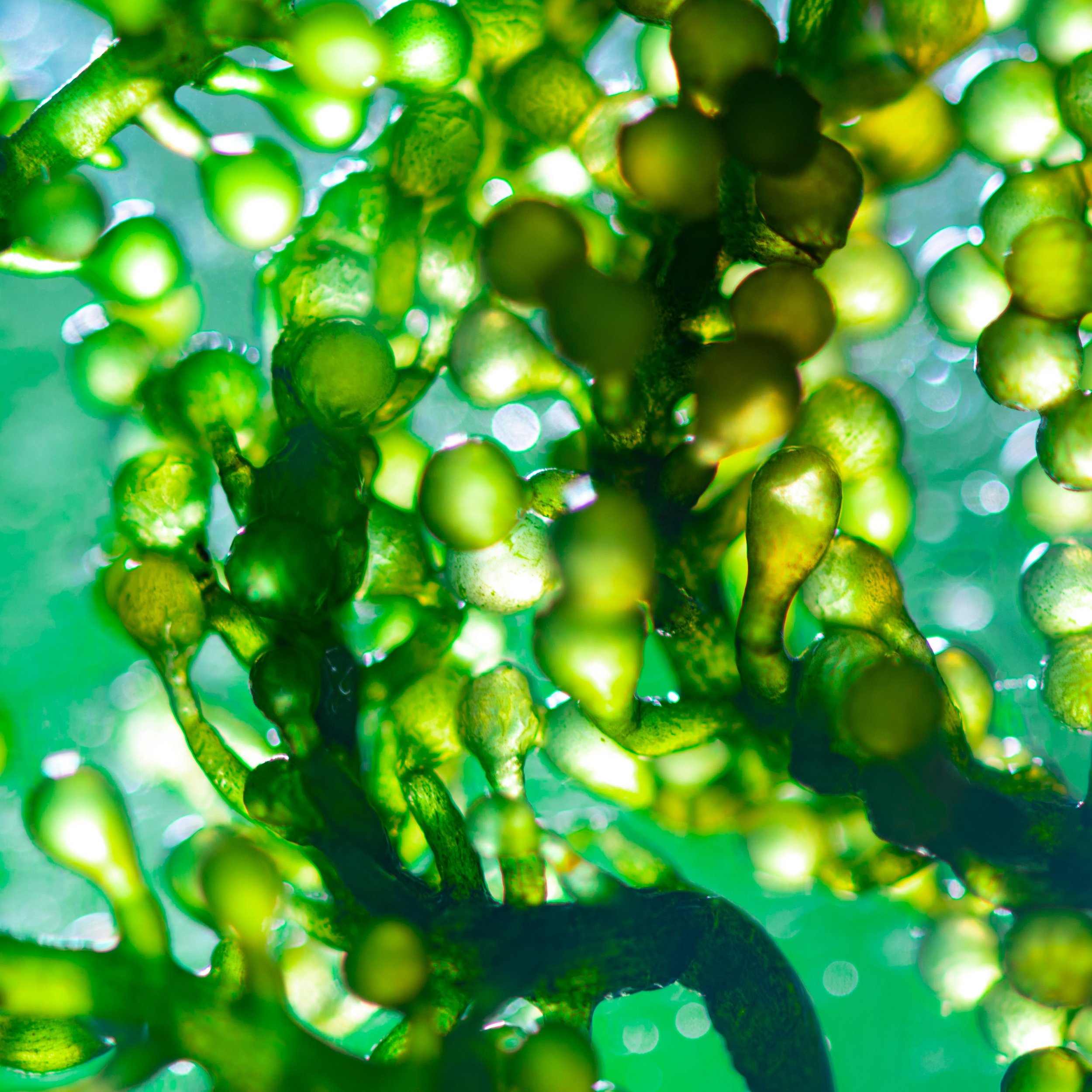 microalgae square2.jpg