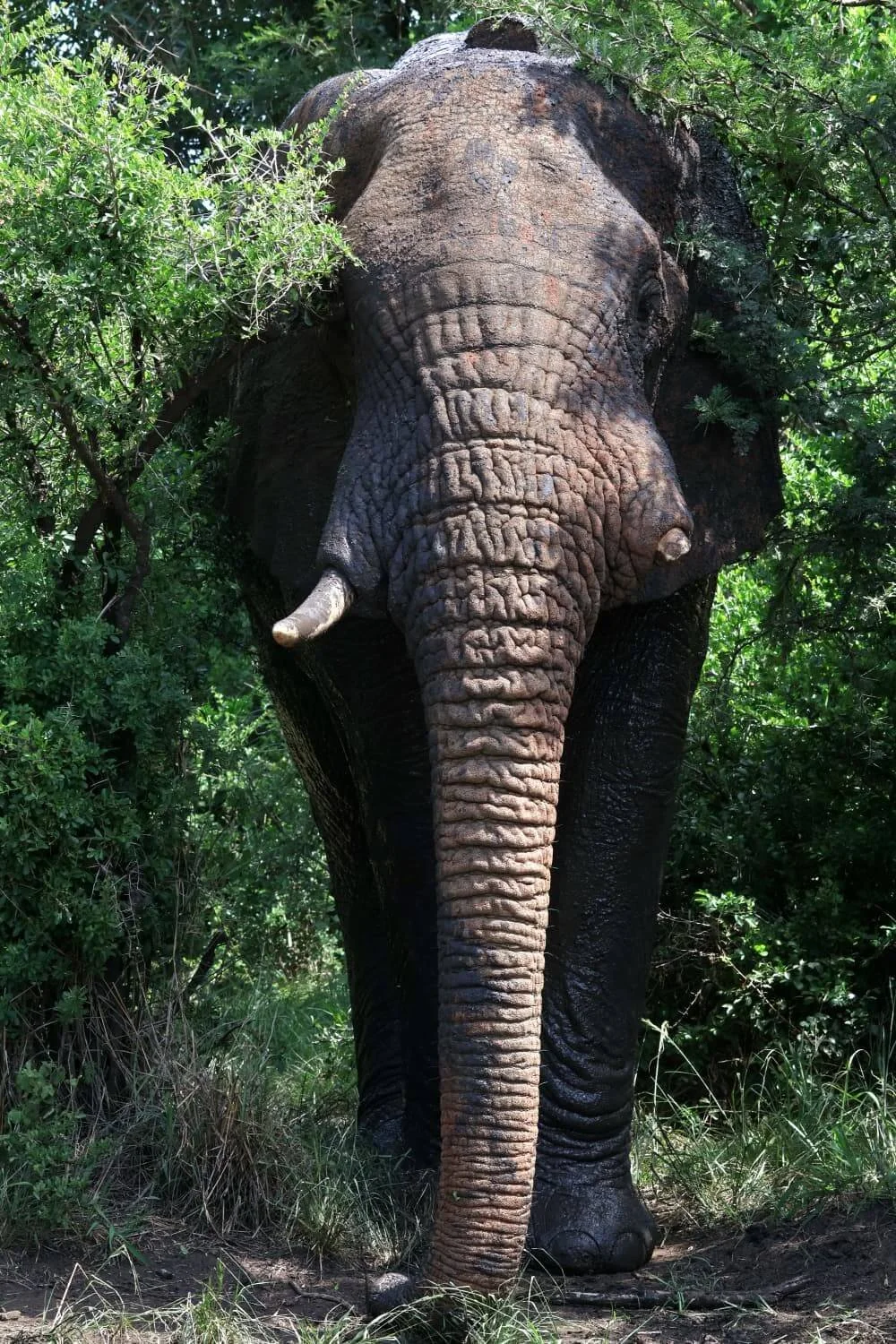 Image of a wild male african elephant emerging from the bush in a game park in South Africa