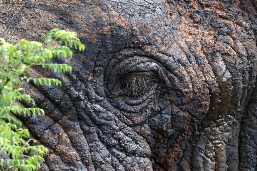 The Elephant