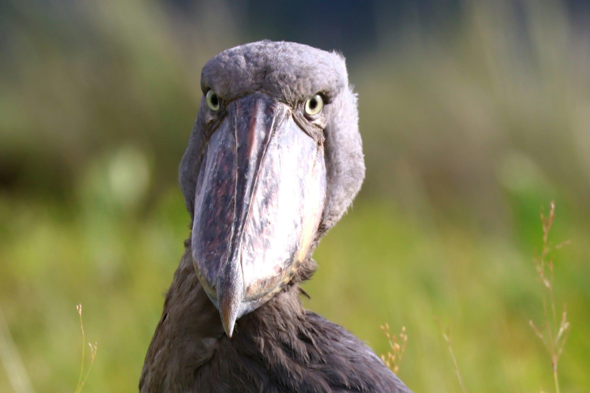 In Search of the Shoebill