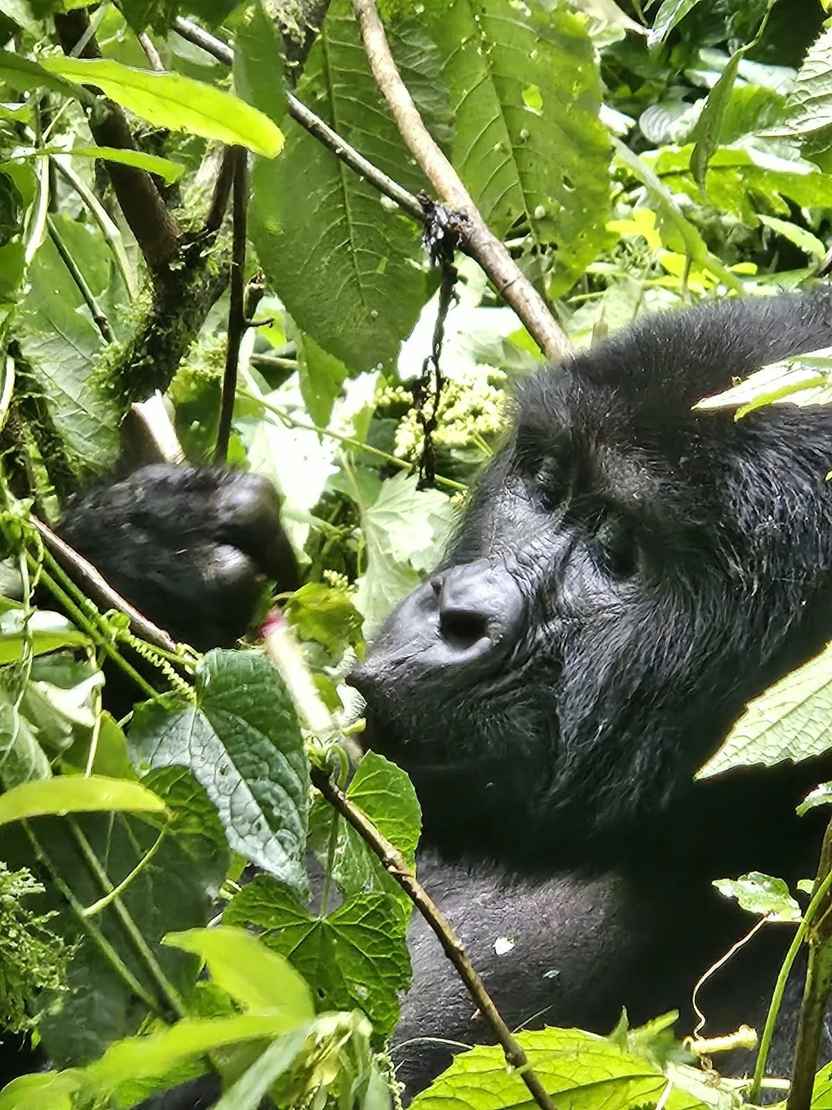 Among the Gorillas