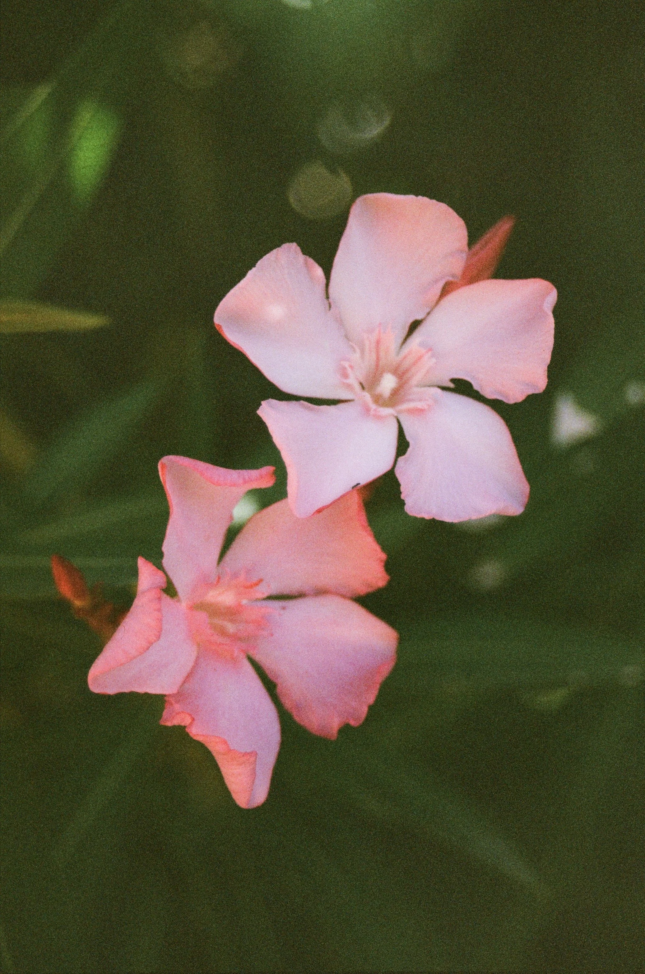 IMG_9306.jpg