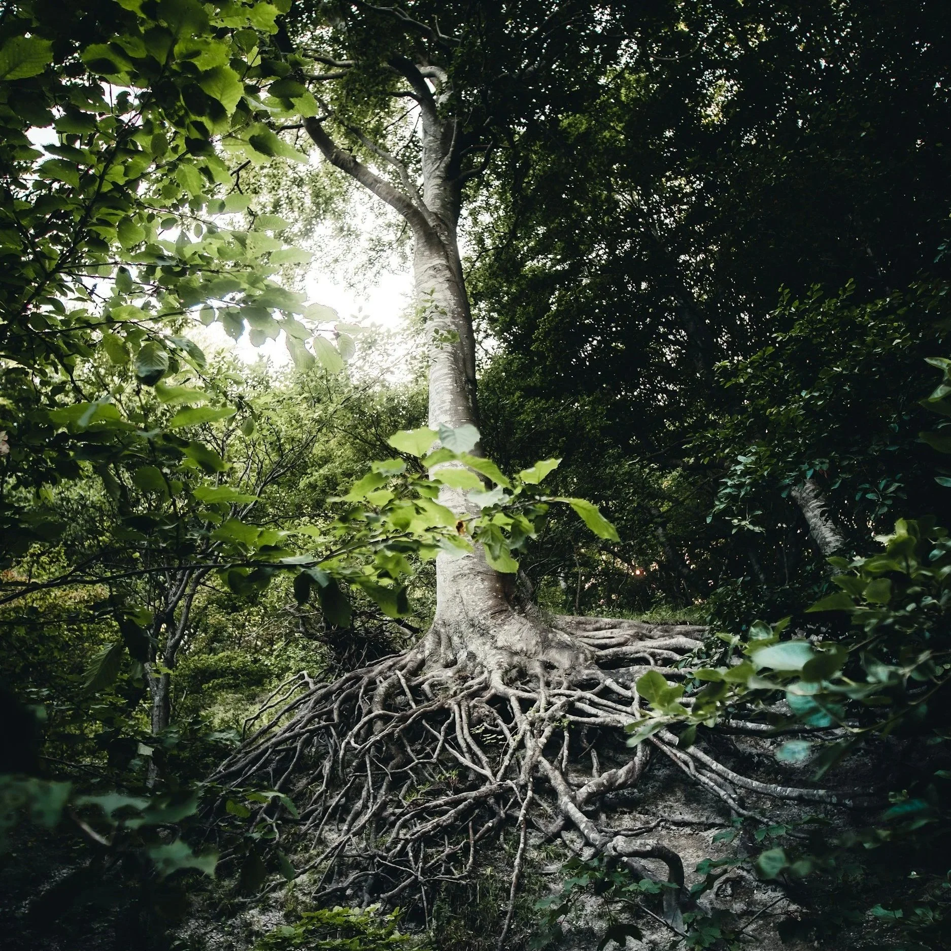 Tall tree with an extensive root system and dense green foliage in a forest setting with sunlight filtering through