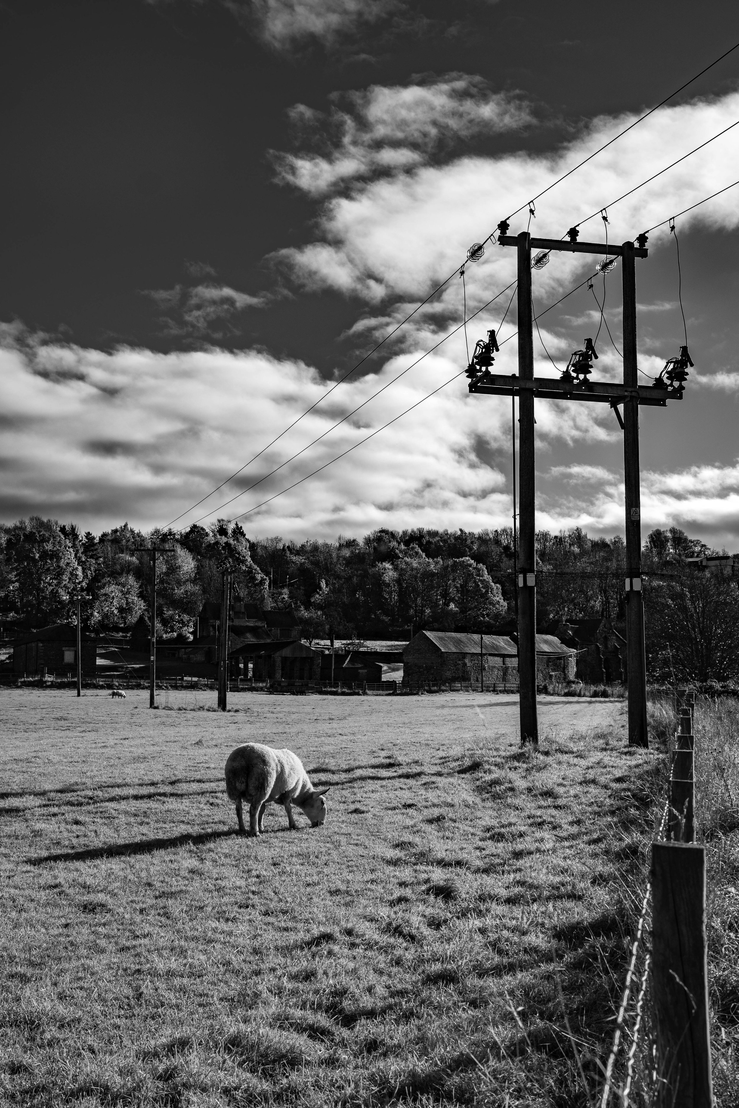 A black and white photo of a rural scene with a cow grazing on grass in the foreground. In the background, there are trees, houses, and power lines with a sky filled with scattered clouds.