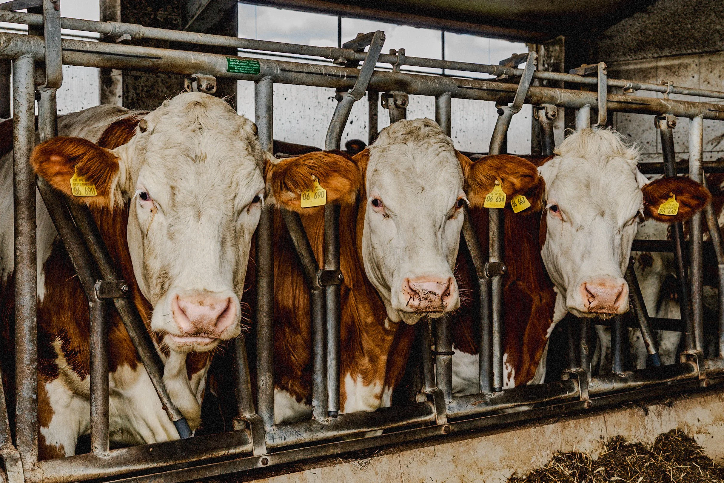 A row of brown and white calves inside a metal feeding barn, with yellow identification tags on their ears.