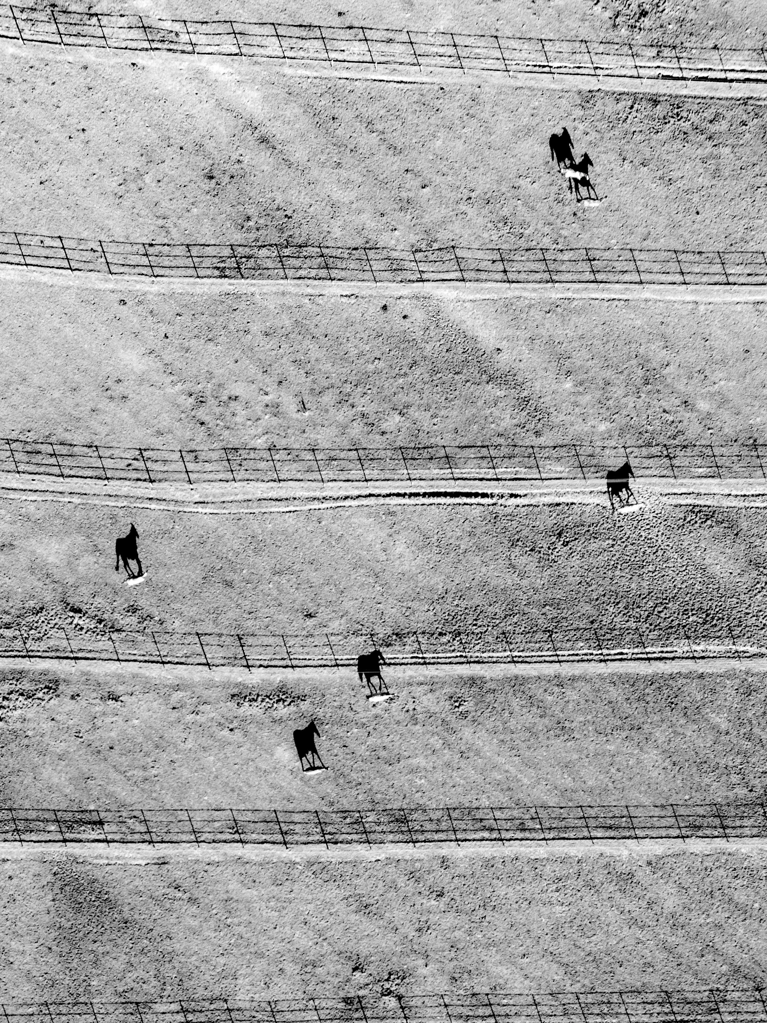 Black and white aerial view of a dirt horse racing track with horses and jockeys, divided by fences, with shadows cast on the ground.