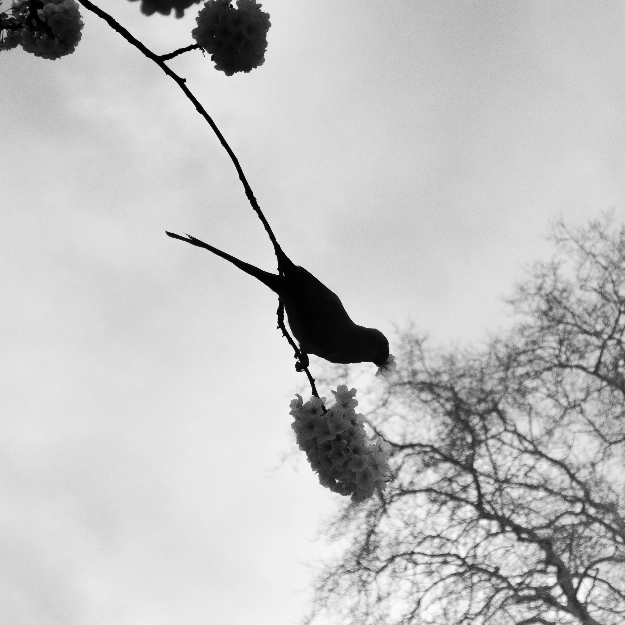 Black and white photo of a tree branch with flowers and an overcast sky in the background.