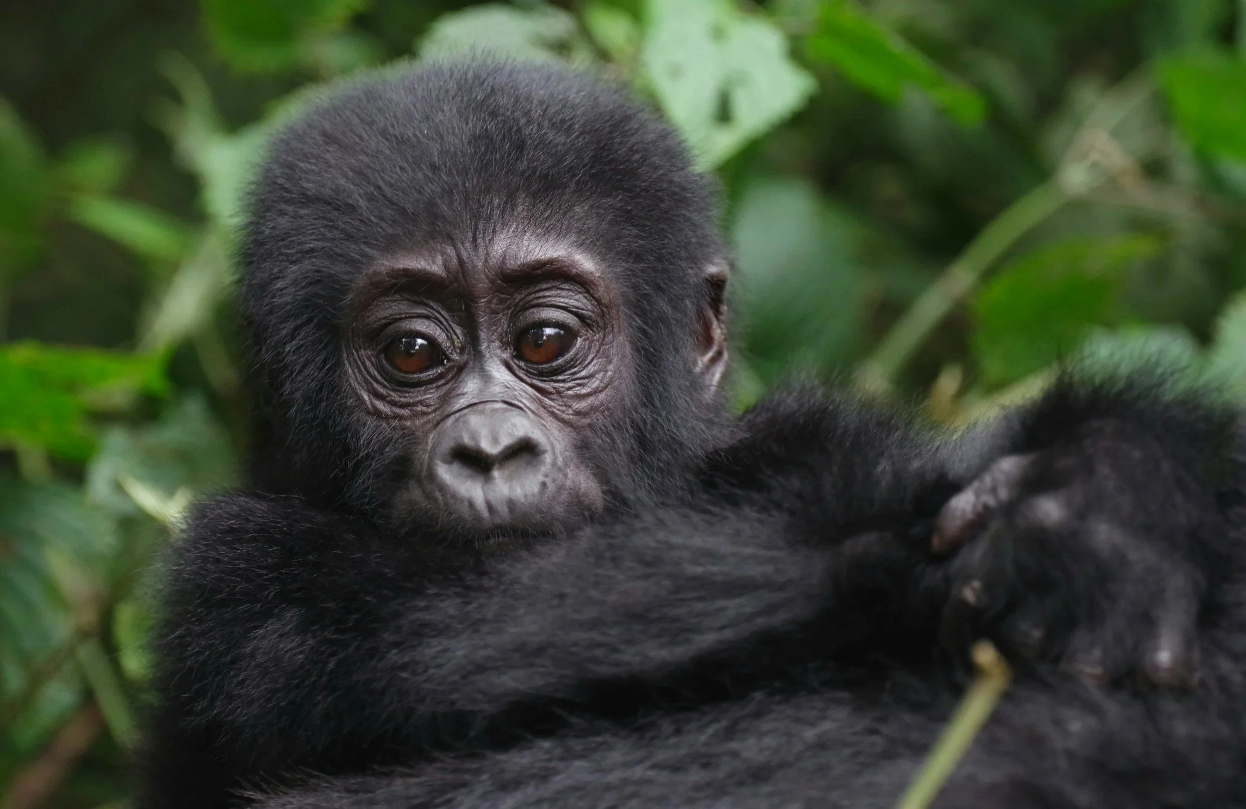 Gorilla im Bwindi Nationalpark. Unterwegs mit Finest Selection.