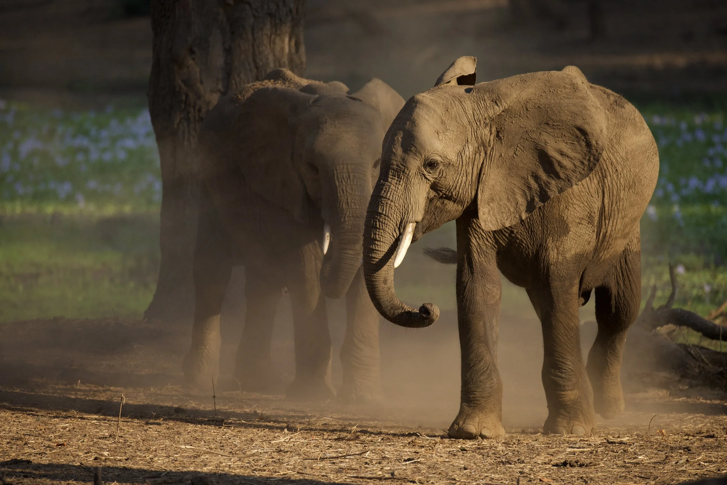 Zwei Elefanten im Lower Zambezi Nationalpark, Sambia. Unterwegs mit Finest Selection.