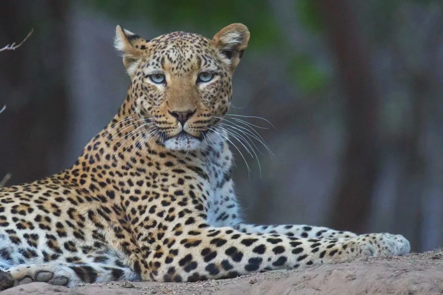 Ein Leopard im Lower Zambezi Nationalpark. Unterwegs mit Finest Selection.
