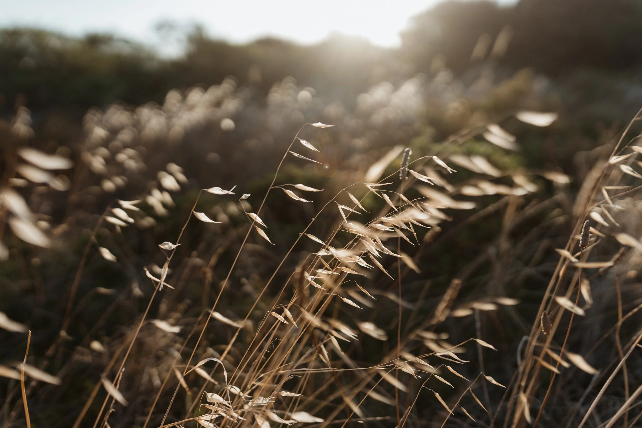 Sunlit grass closeup evoking warmth and natural healing — Luminescence Kinesiology holistic kinesiology Seddon Melbourne. Photo by Amy Oliver.