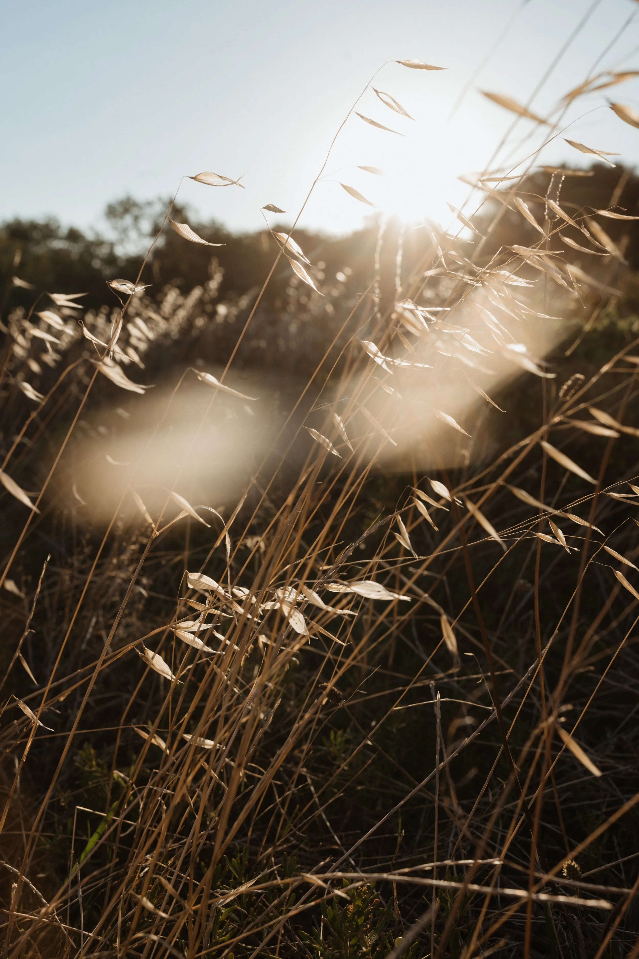 Ethereal close up of dried grass with soft glowing hues and sky — capturing the luminescent, restorative energy at the heart of Luminescence Kinesiology, holistic energy healing Seddon Melbourne. Photo by Amy Oliver.