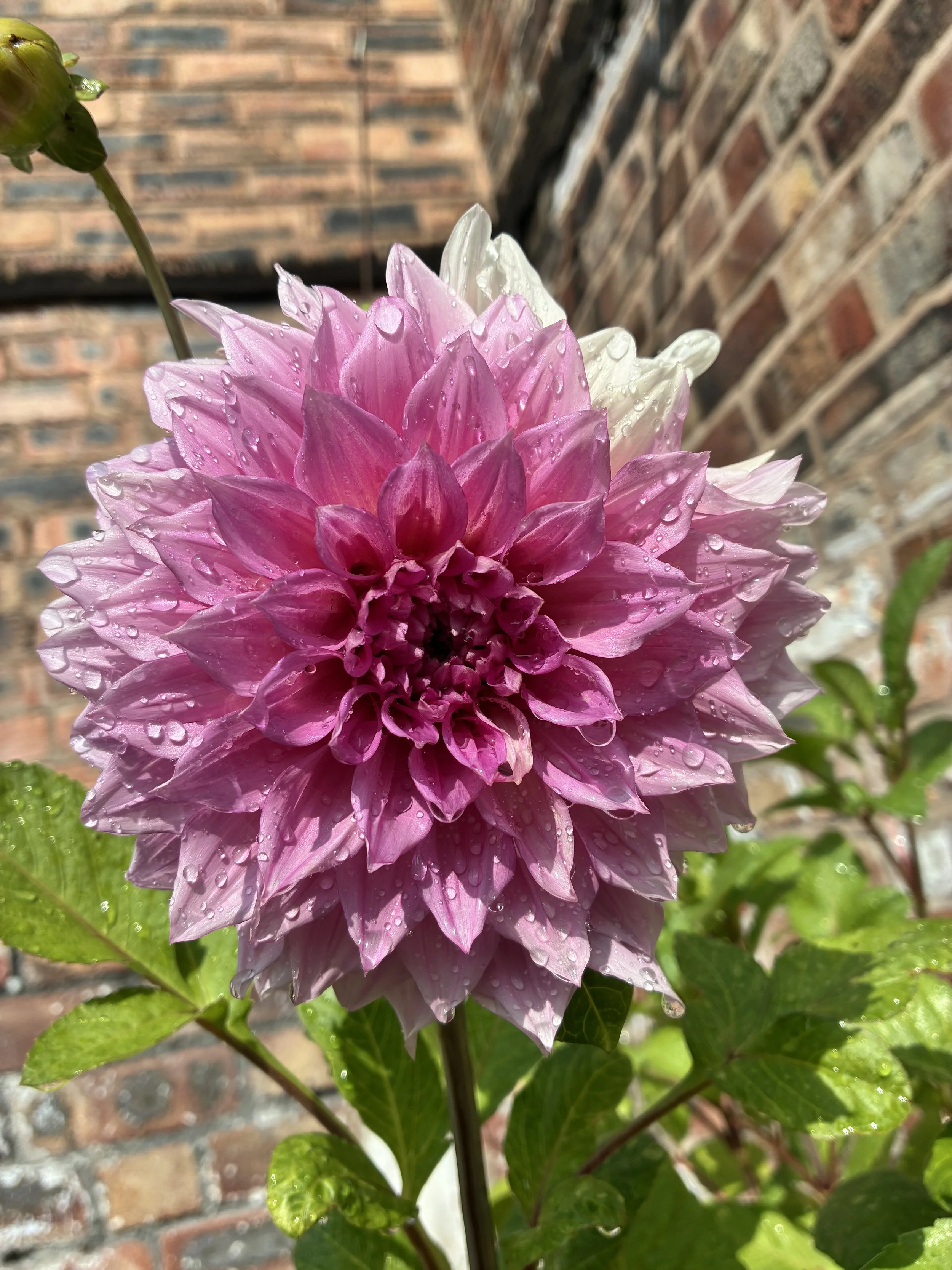 Close-up of a pink and white dahlia flower with water droplets, surrounded by green leaves, against a blurry brick wall background.