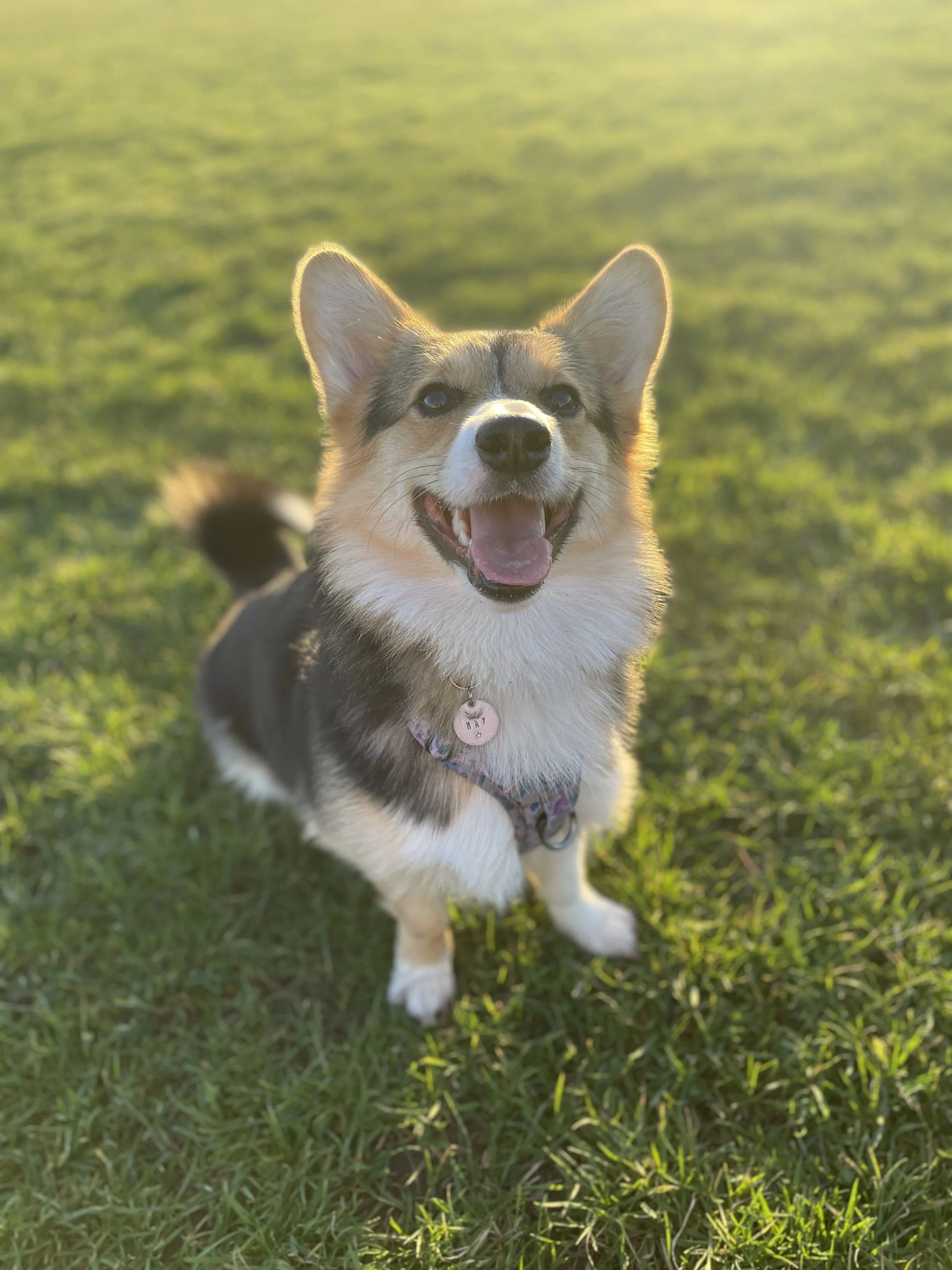 A happy, young corgi dog with a tan and black coat, white chest, and pink tongue, standing on green grass in sunlight.