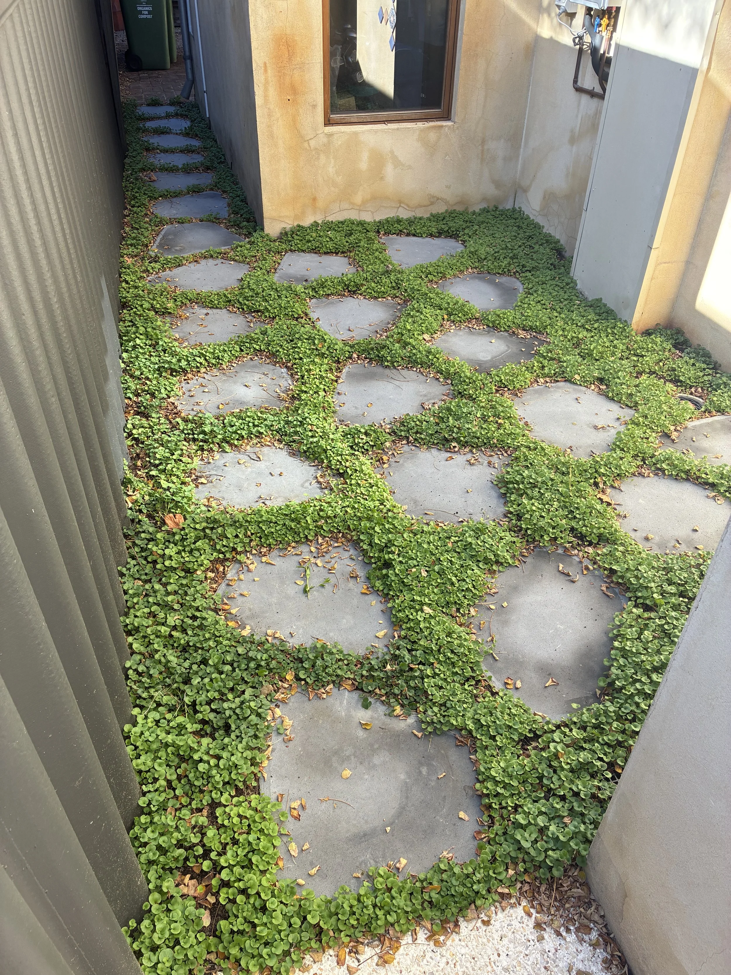 A narrow outdoor pathway running between two buildings, one with a corrugated metal wall and the other with a beige stucco wall. The pathway is decorated with circular stepping stones scattered with small green plants growing around and between them. There are some fallen leaves on the stones and ground.