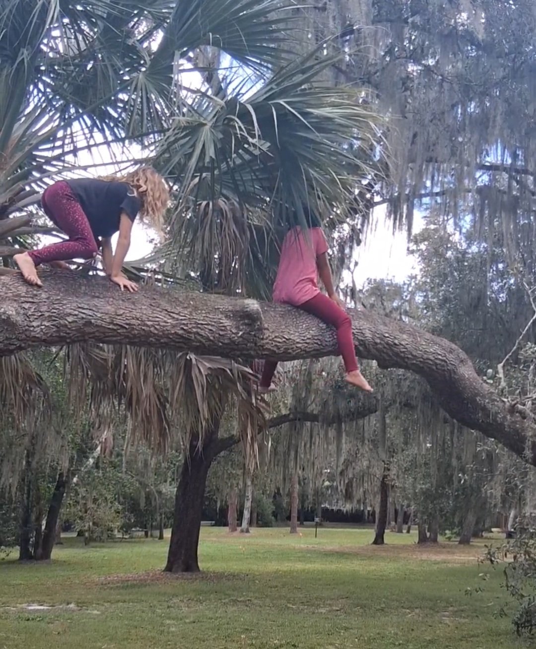 risky play tree climbing