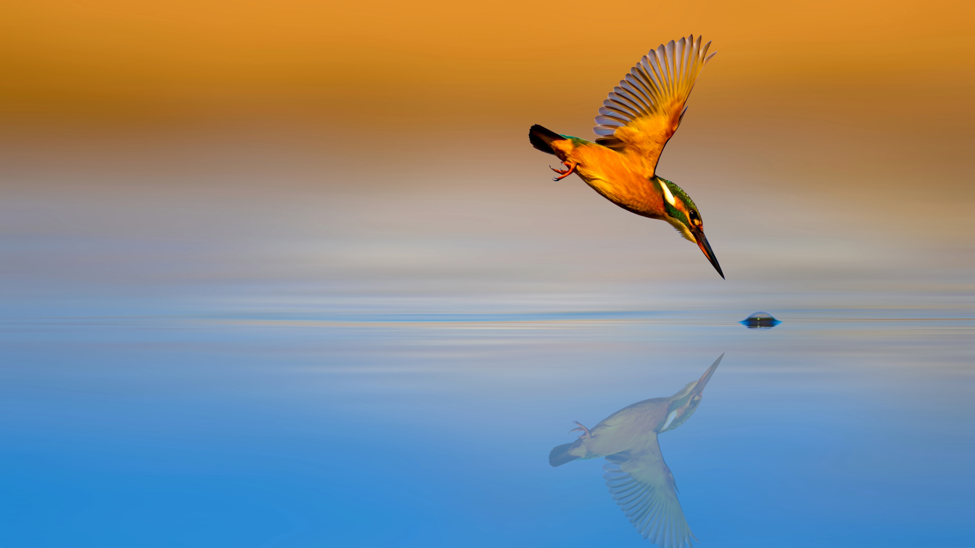 a kingfisher diving into water