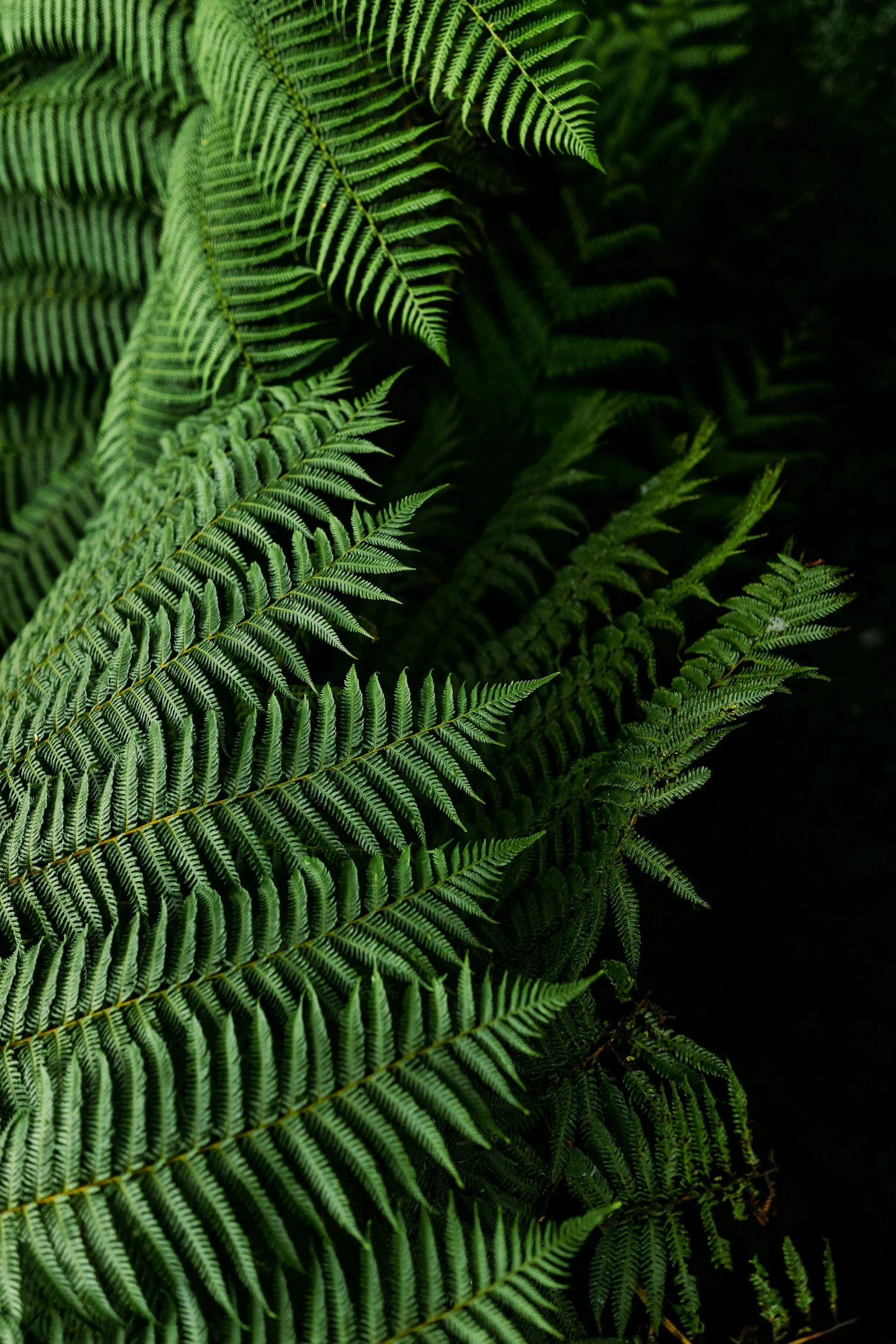 Close-up of lush green fern leaves with detailed fronds and a dark background.