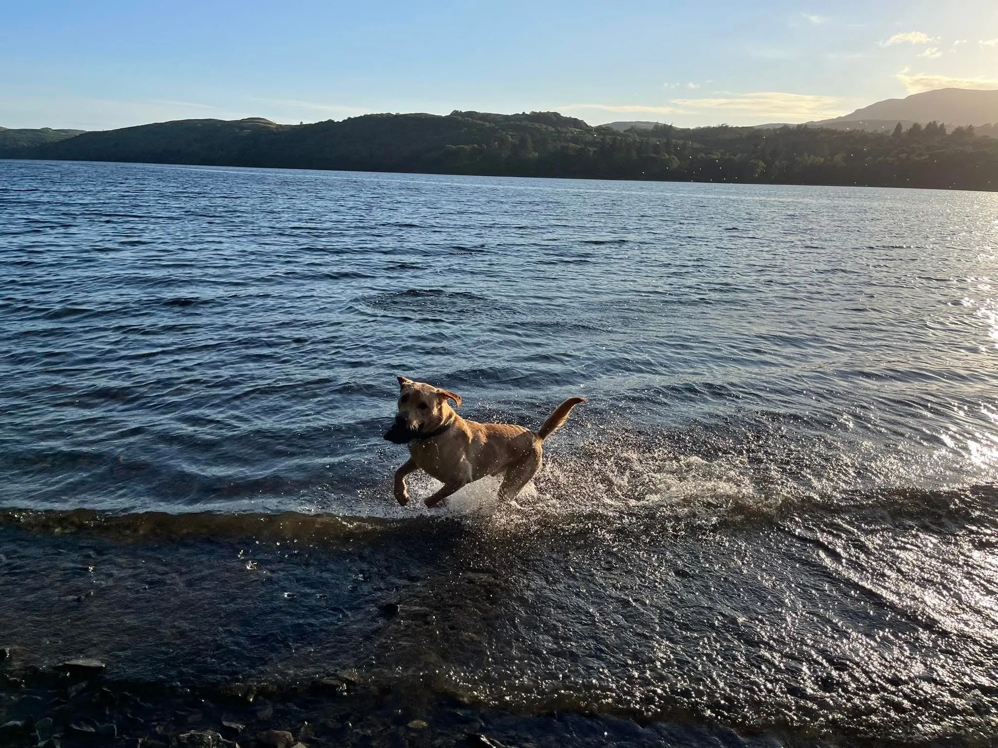 A dog playing in shallow water near the shoreline with hills and mountains in the background during sunset.