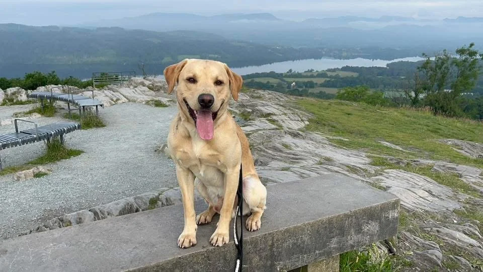 A happy yellow Labrador retriever sitting on a concrete bench on a mountain trail, with a scenic view of trees, water, and distant hills in the background.