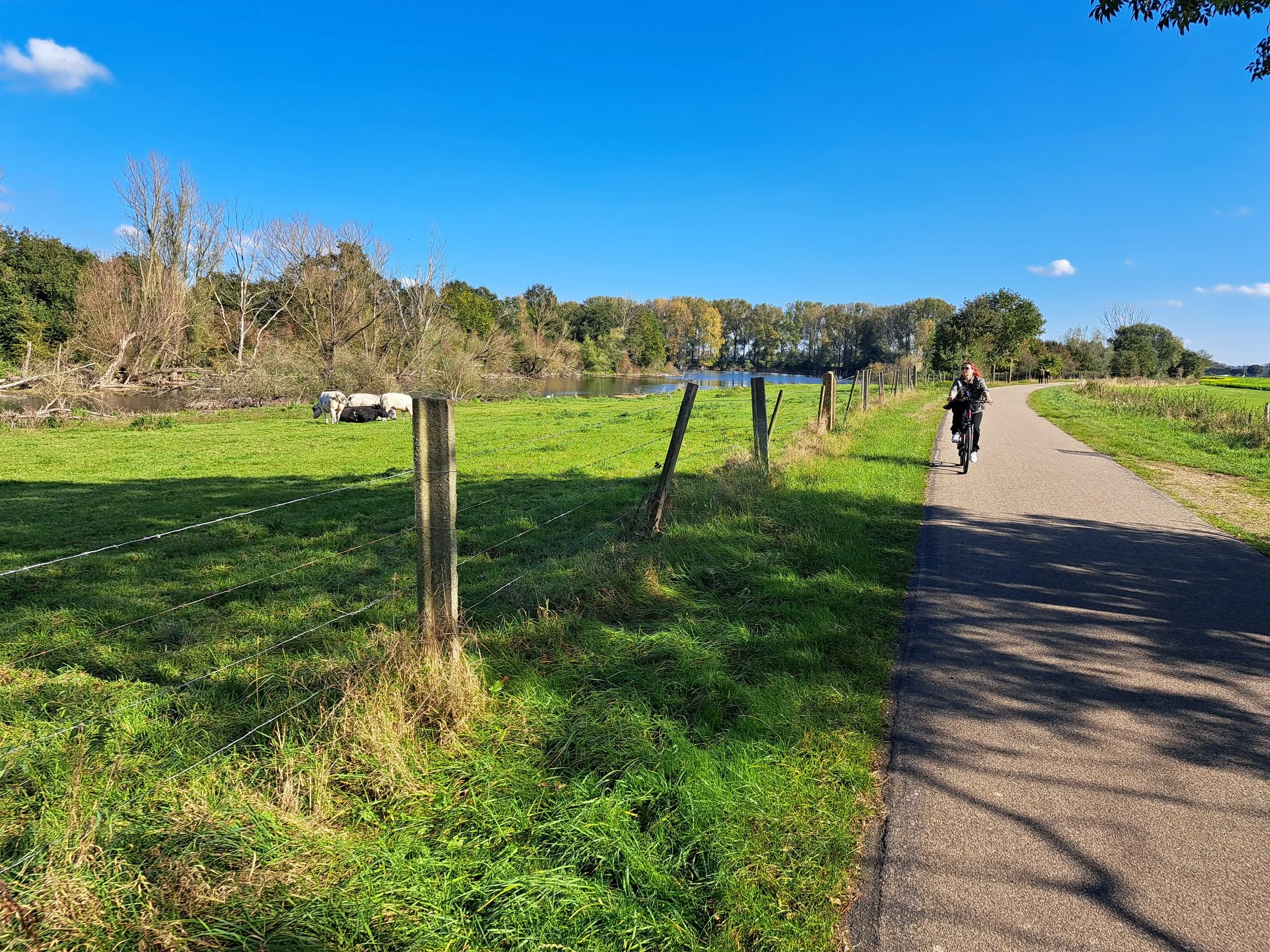 Een persoon fietst op een landweggetje langs een groen veld met grazende koeien en een rivier, onder een blauwe hemel met enkele wolken.