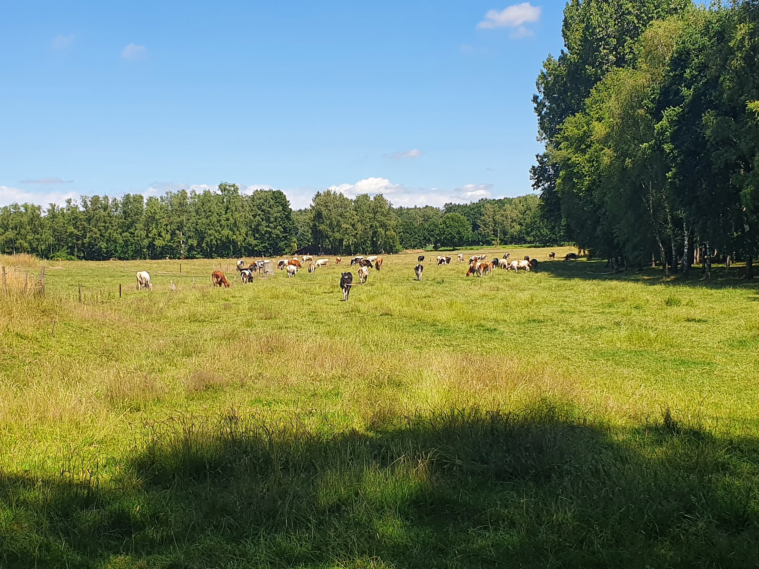 Uitgestrekt groen weiland met koeien die grazen, omgeven door een bos en een heldere blauwe lucht met enkele wolken.