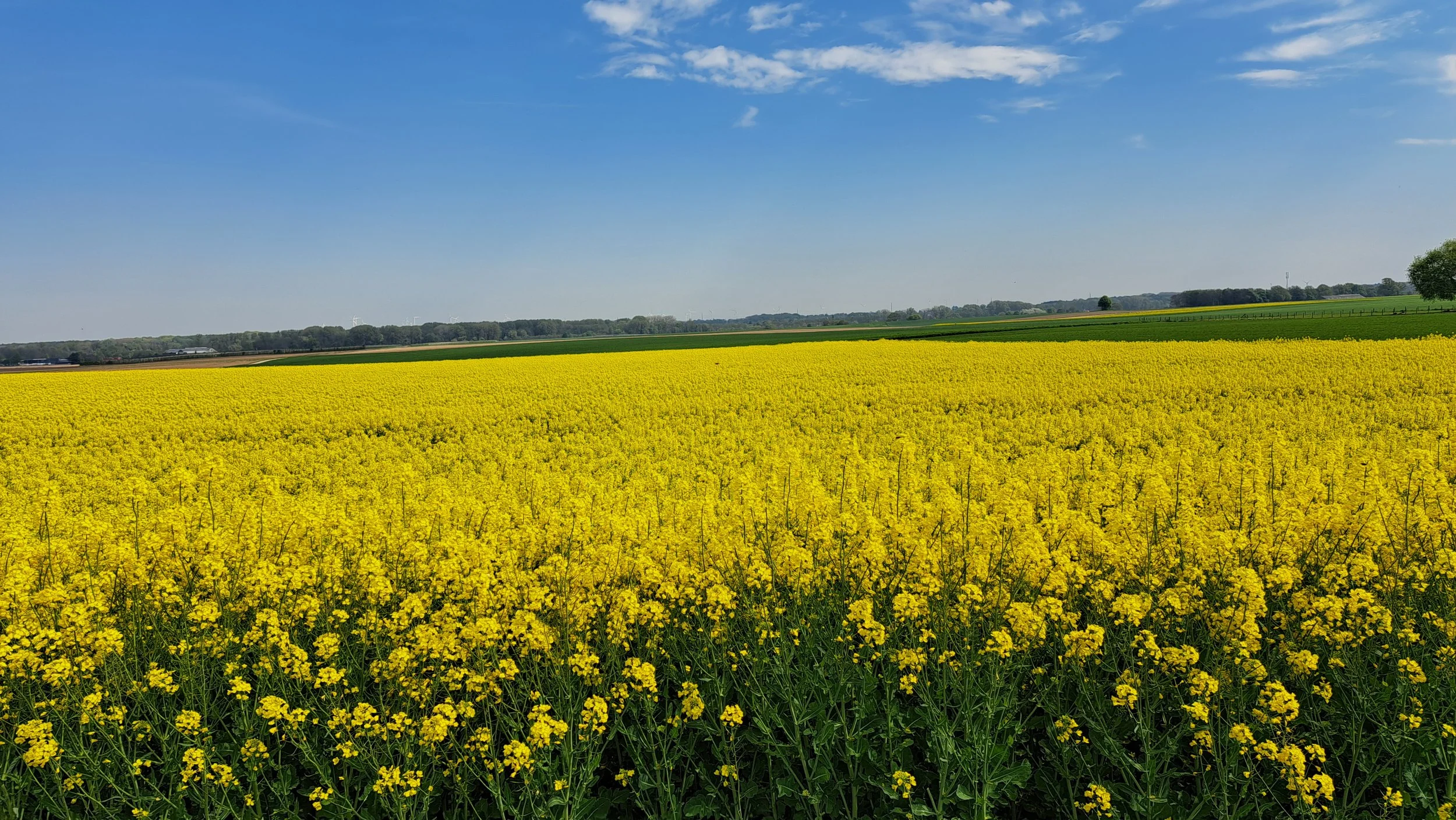 Gele veld met bloemen onder een blauwe hemel met enkele wolken.