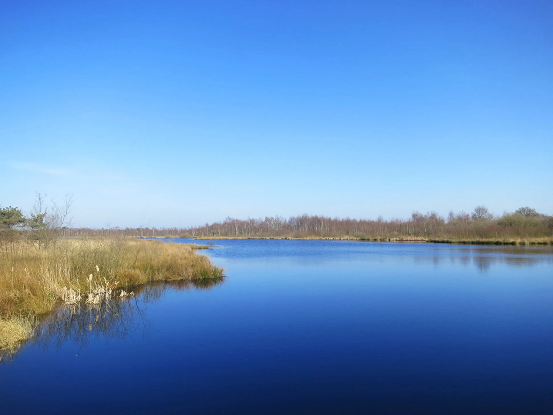 Een rustig meer met een blauwe lucht erboven en omringende bomen en grasland.