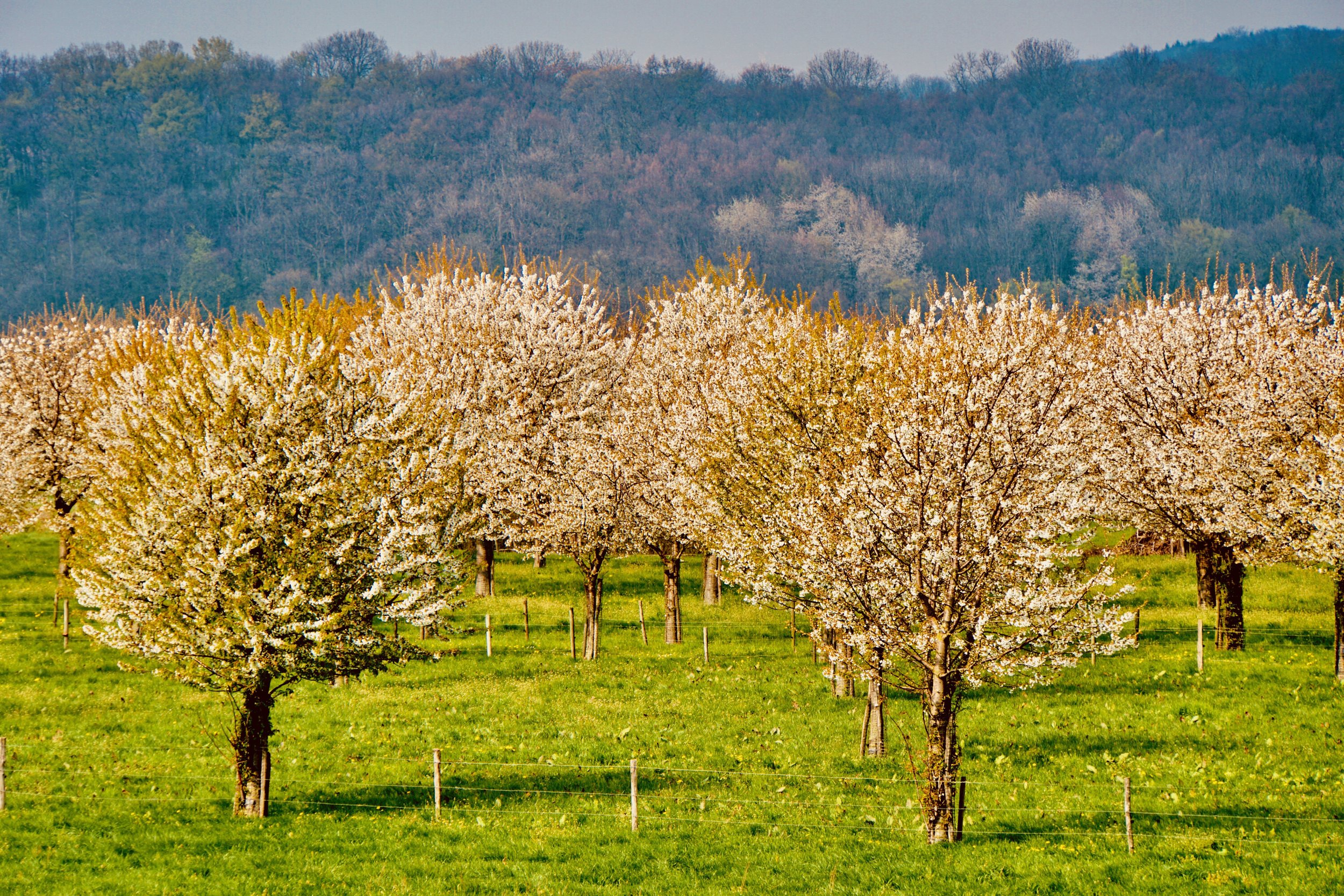 Boomgaard met bloeiende roze en witte bomen, groen gras en een heuvelachtig bos op de achtergrond.