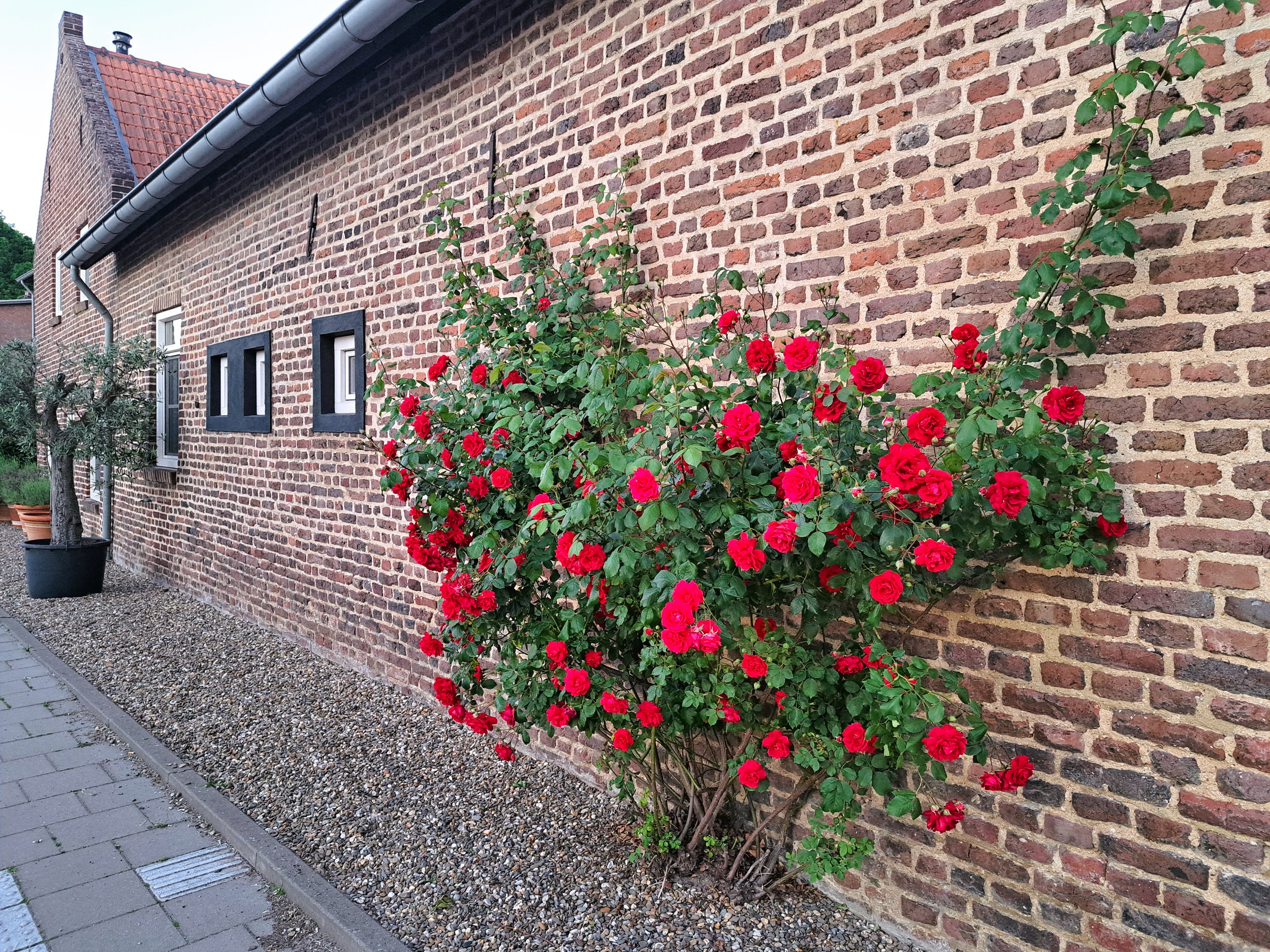 B&B Aan-de-Bogen-Nieuwstadt-rozen-buitenzijde.jpg