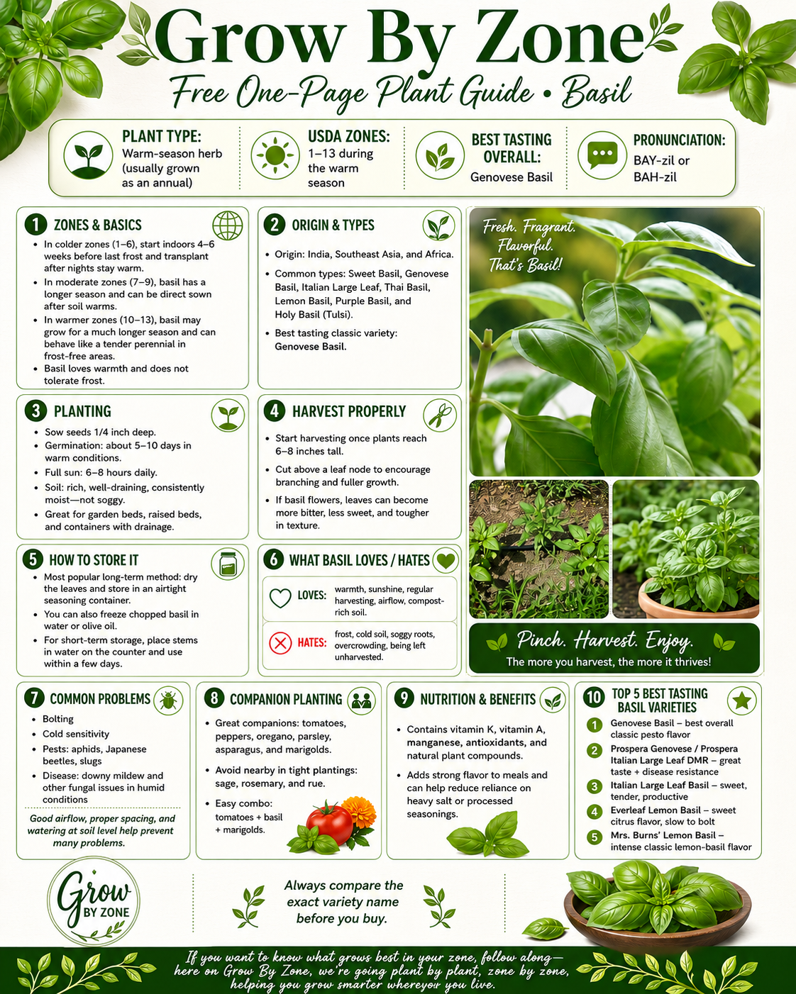 Basil