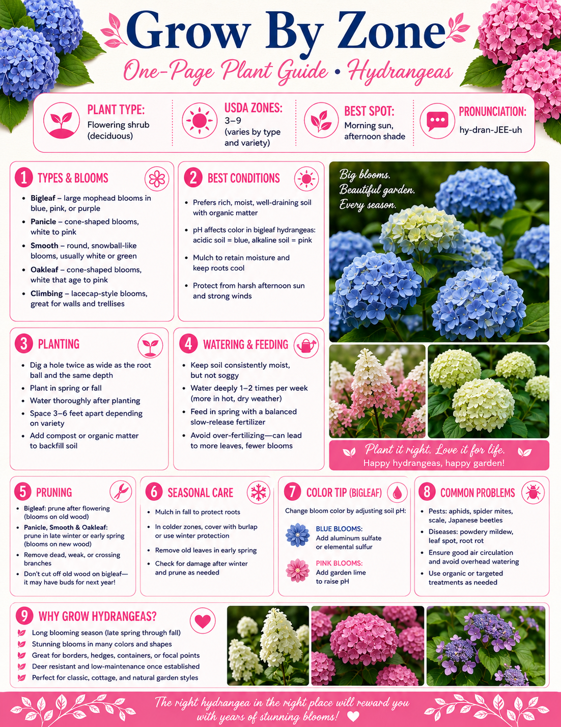 Hydrangea