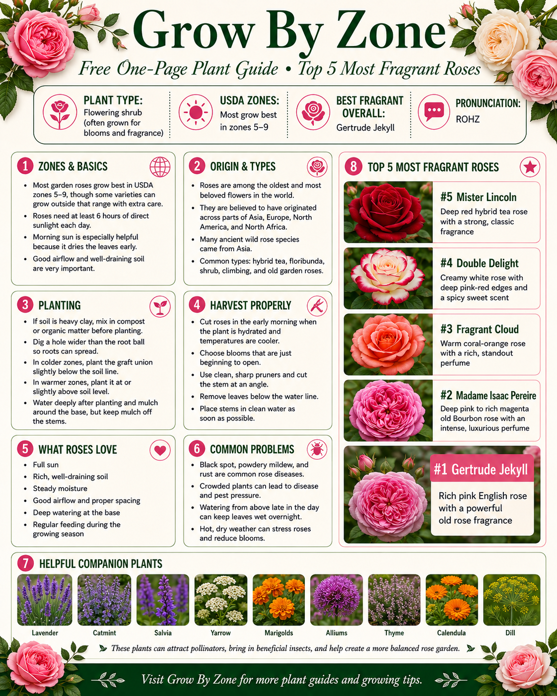 Rose Bushes