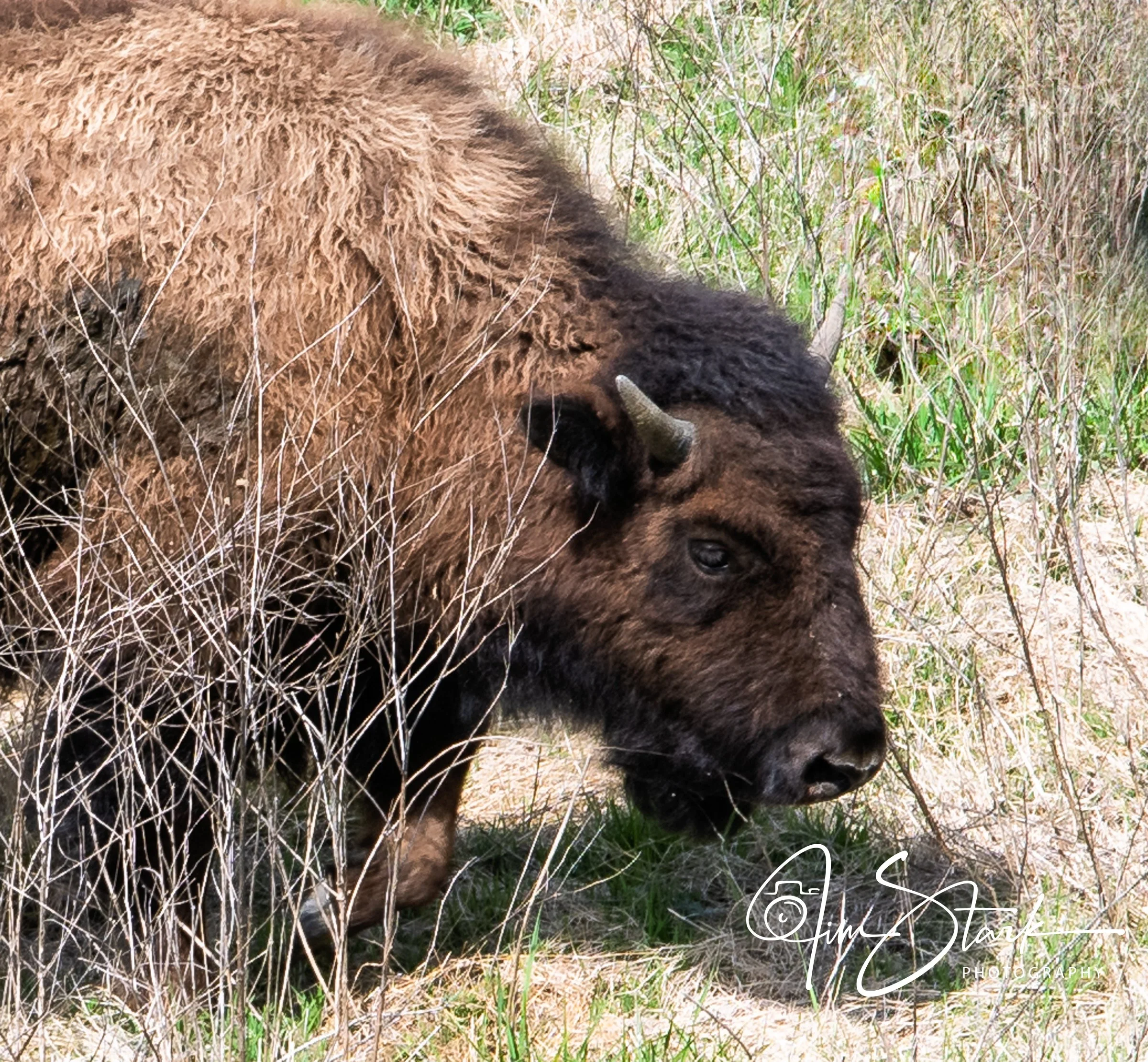 DSC_2229-Edit.jpg