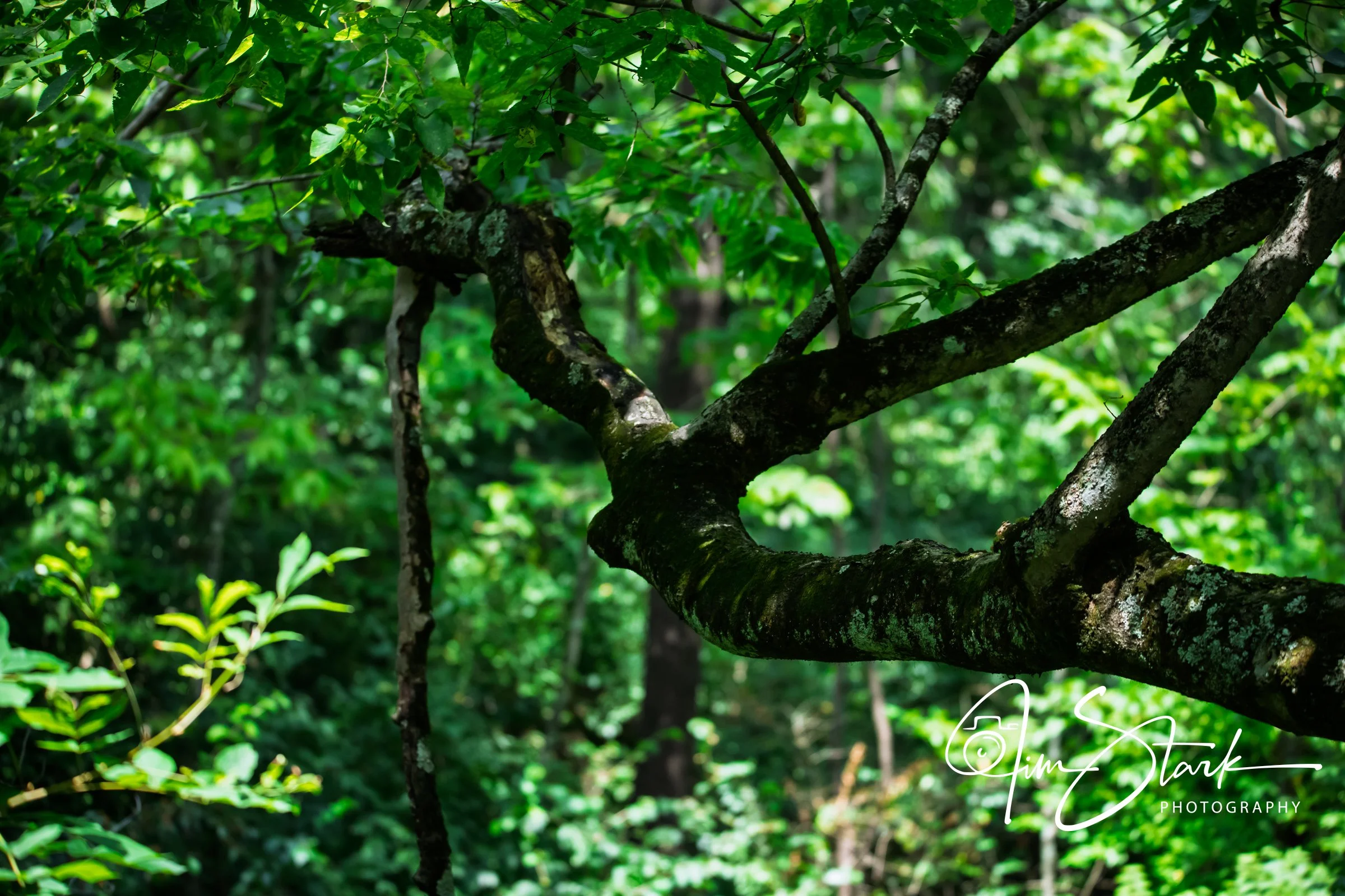 DSC_4399.jpg