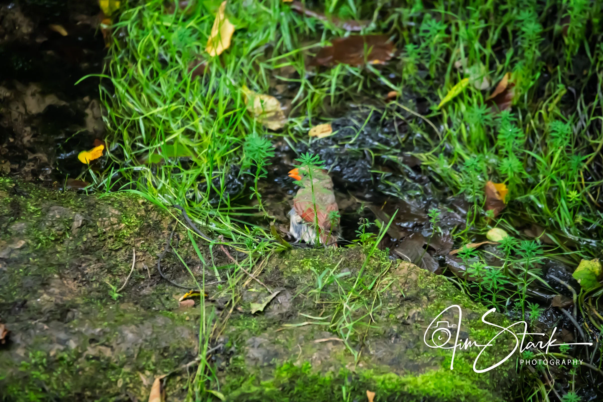 DSC_4479.jpg