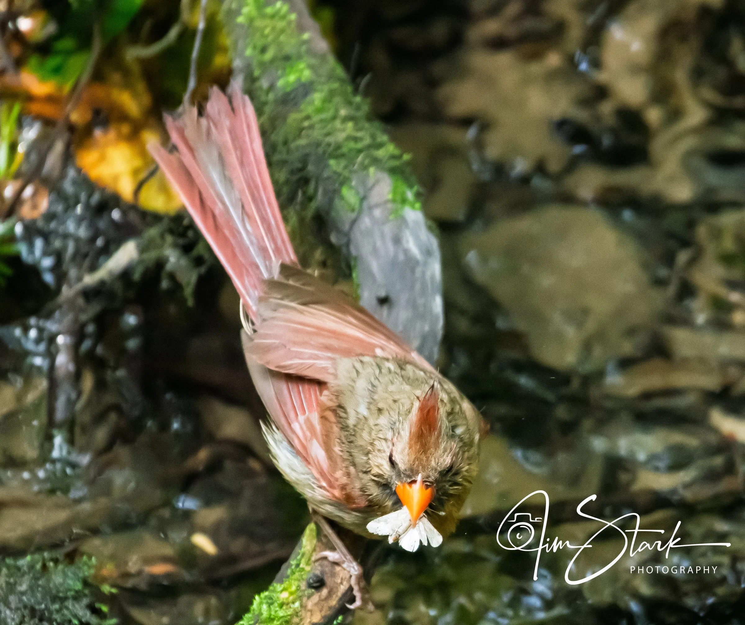 DSC_4525-2.jpg