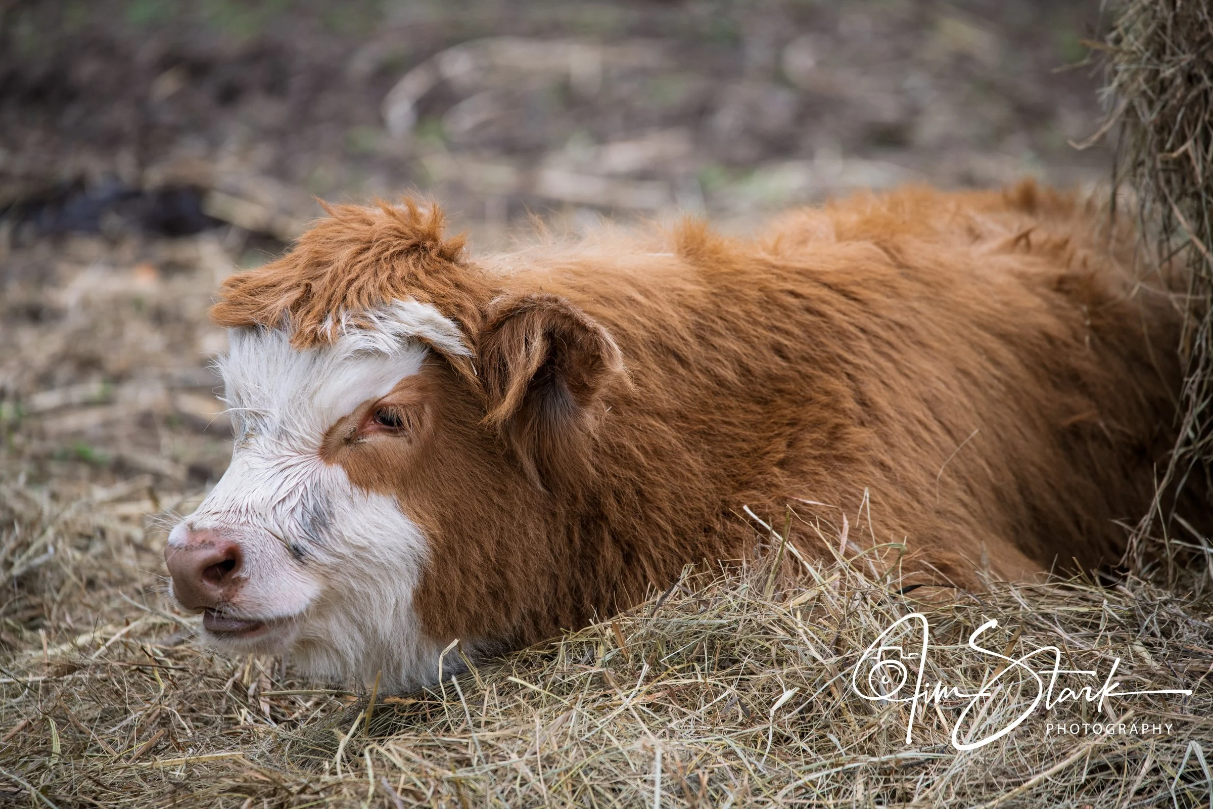 DSC_2760-Edit.jpg