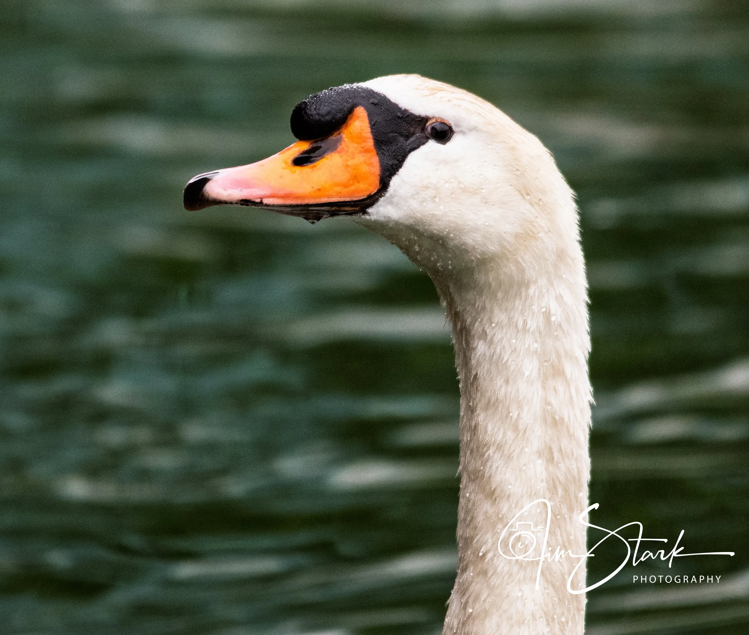 DSC_3739.jpg
