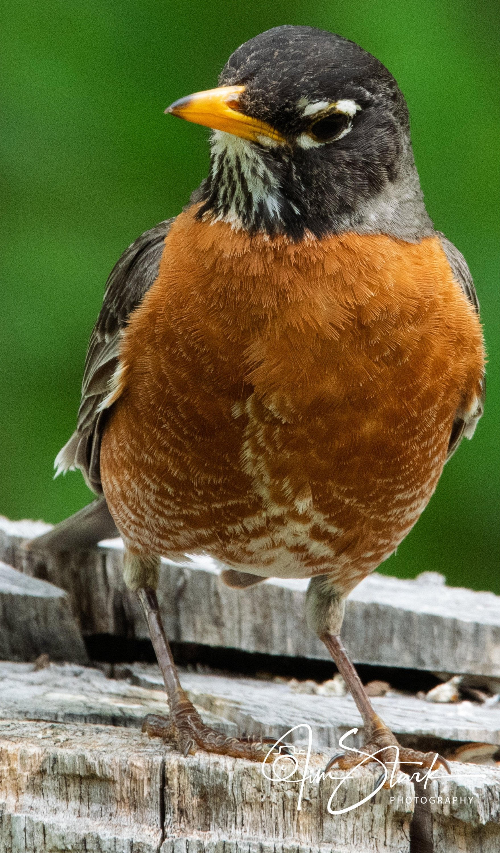 DSC_2433-2.jpg