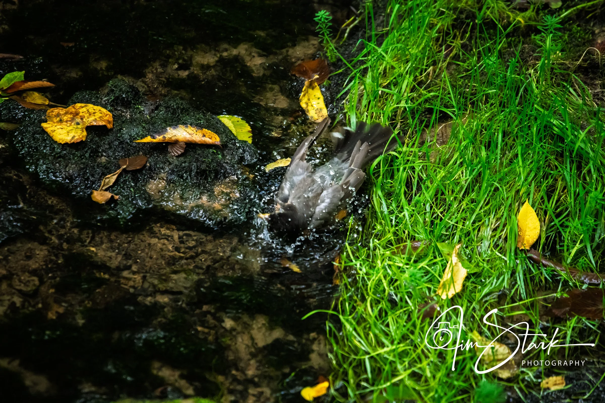 DSC_4458.jpg