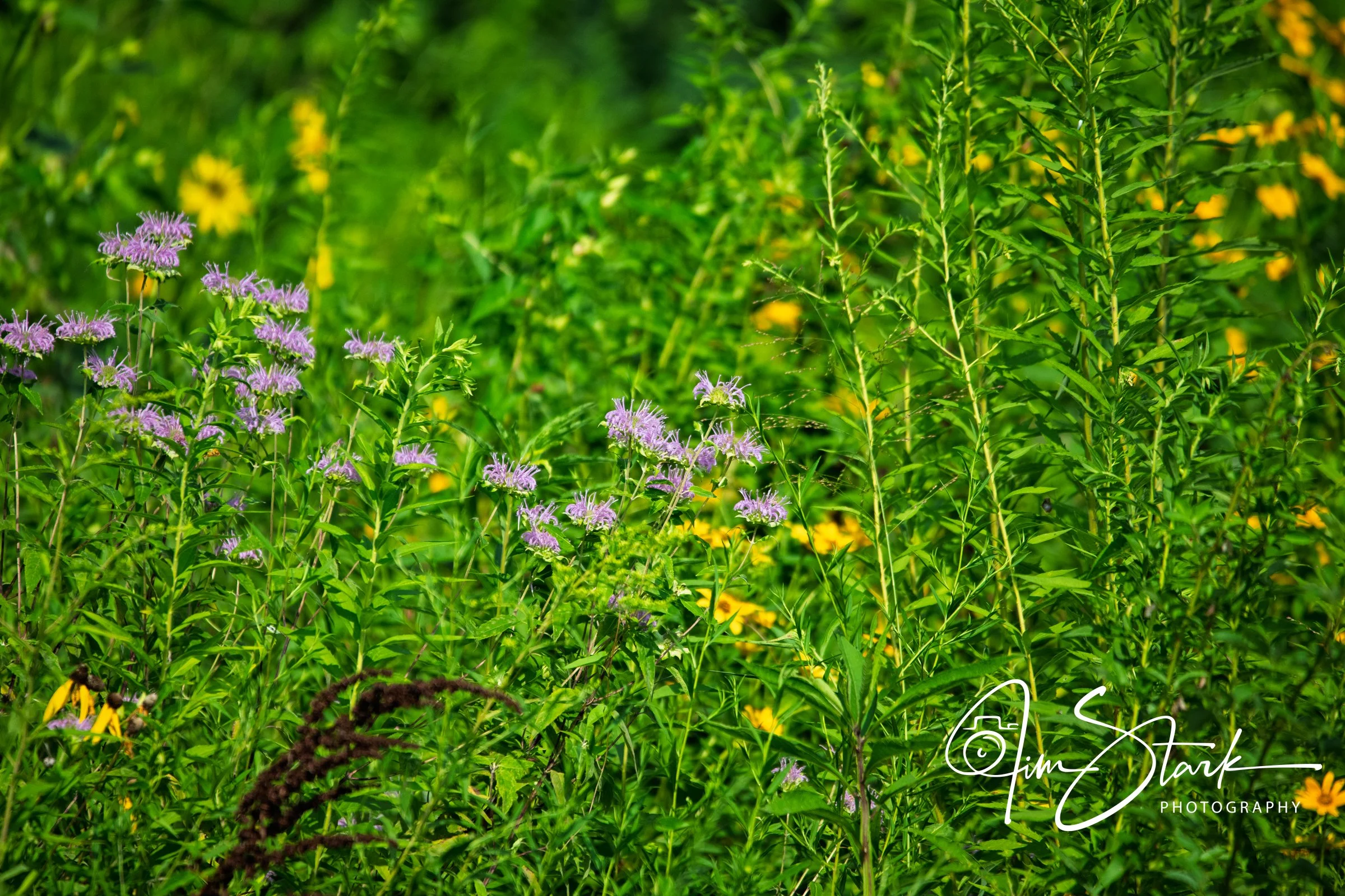 DSC_4019.jpg