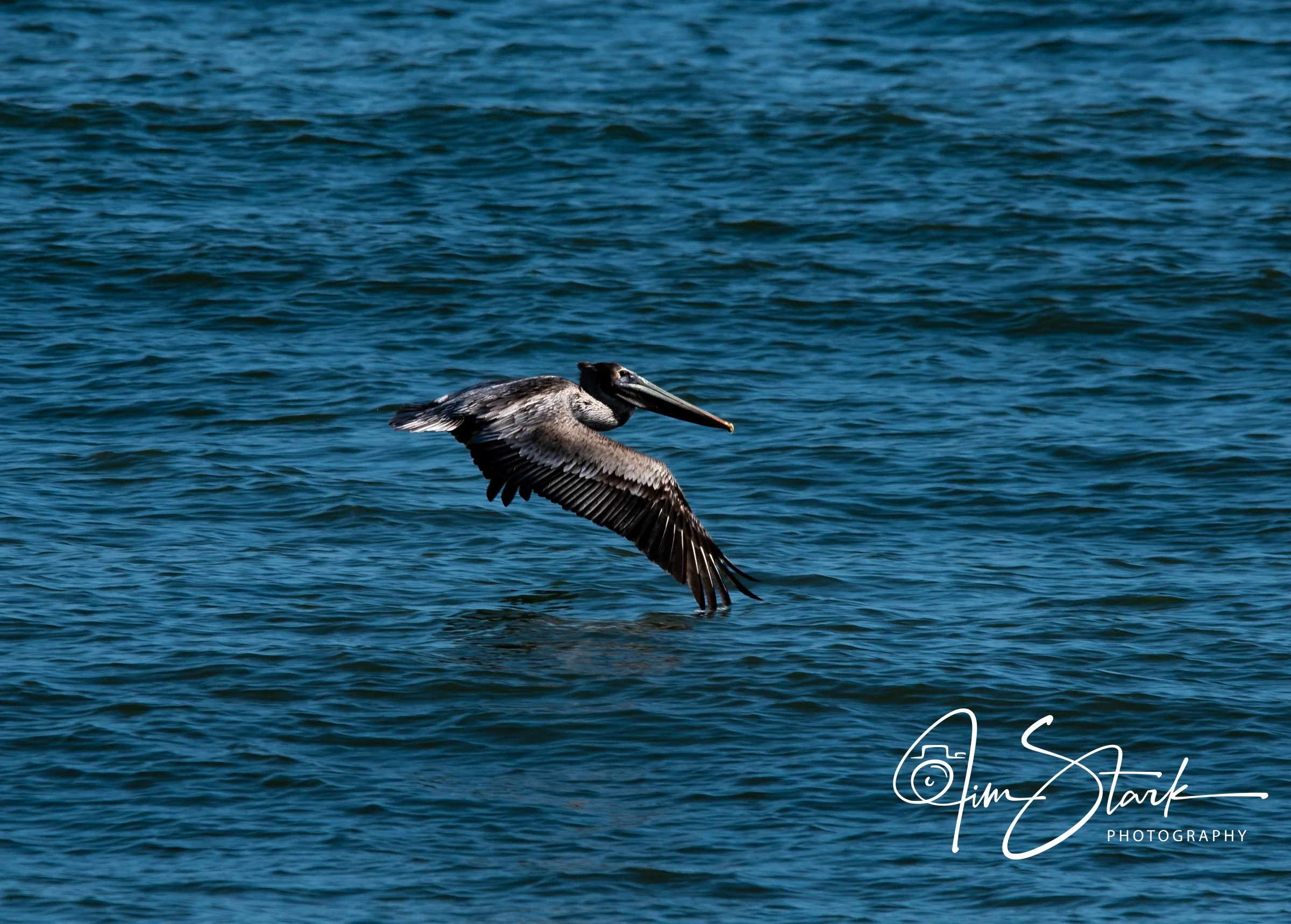 Tybee (116 of 22).jpg