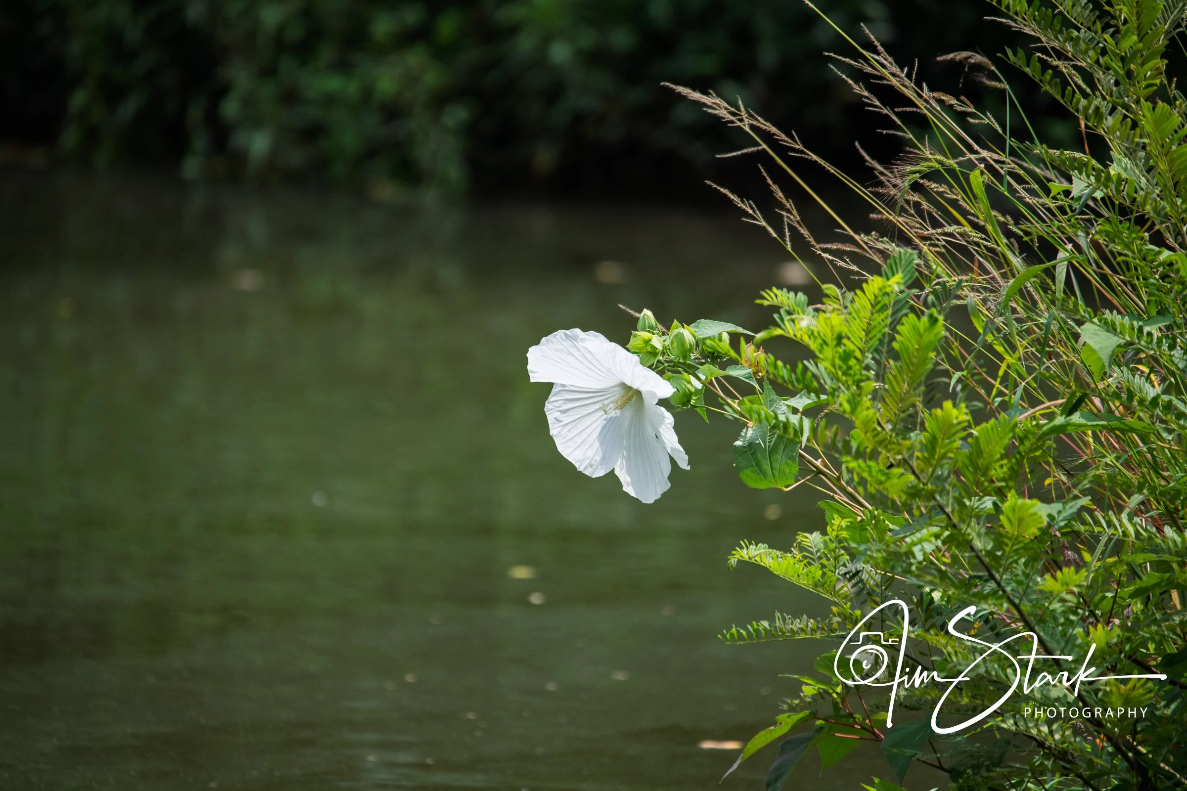 DSC_4286.jpg