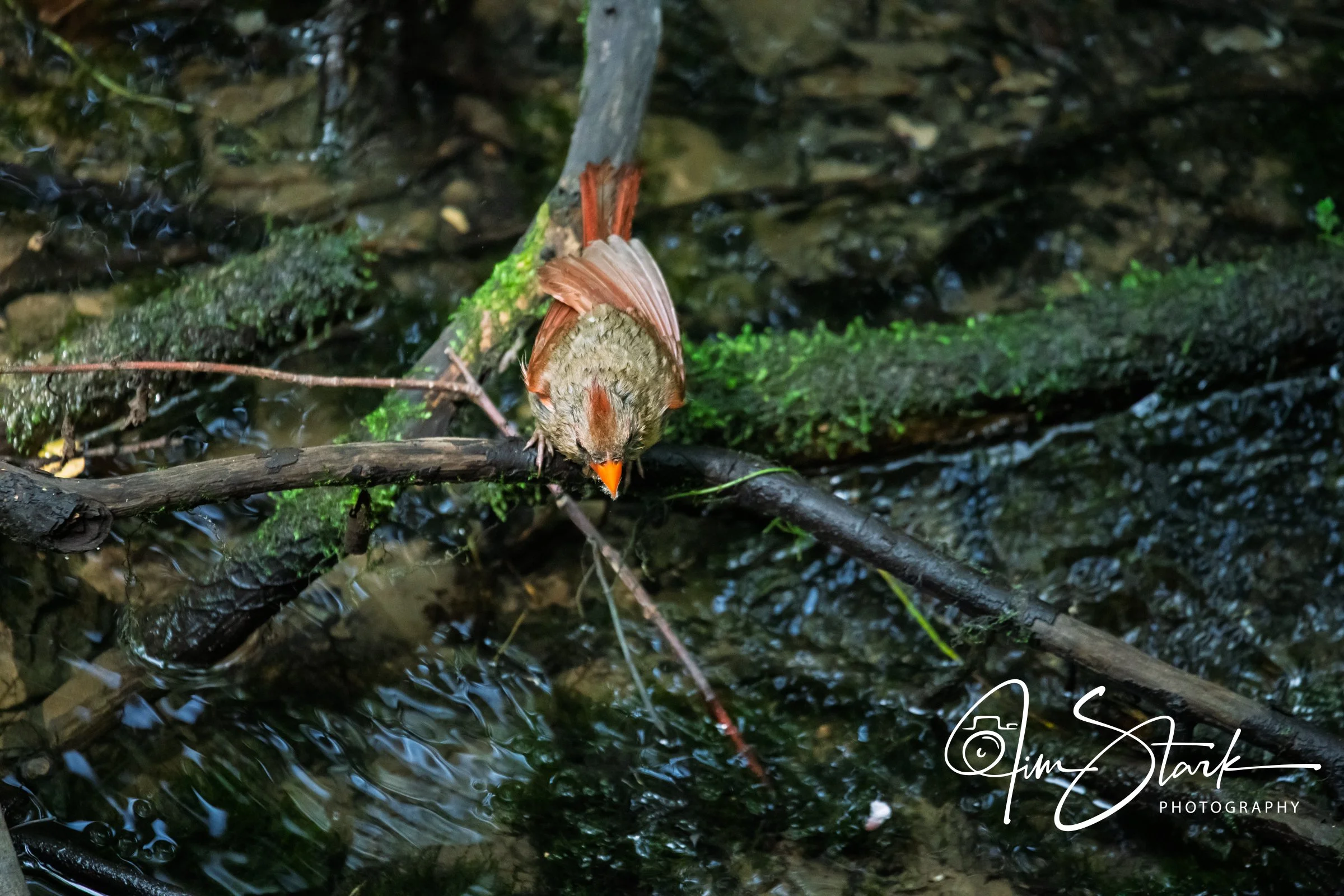 DSC_4529.jpg